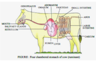 Class 7 Science Nutrition in Animals Exam Notes