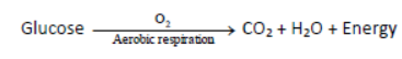 Class 7 Science Respiration in Plants and Animals Exam Notes