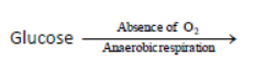 Class 7 Science Respiration in Plants and Animals Exam Notes