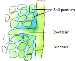 Class 7 Science Respiration in Plants and Animals Exam Notes