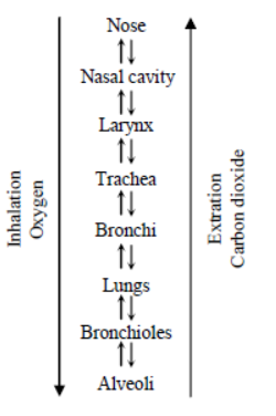 Class 7 Science Respiration in Plants and Animals Exam Notes