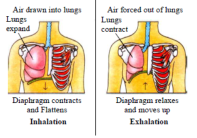 Class 7 Science Respiration in Plants and Animals Exam Notes