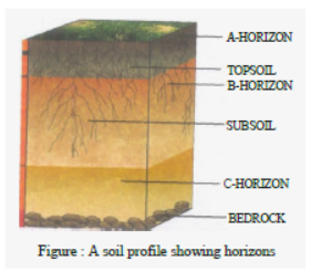 Class 7 Science Soil Exam Notes