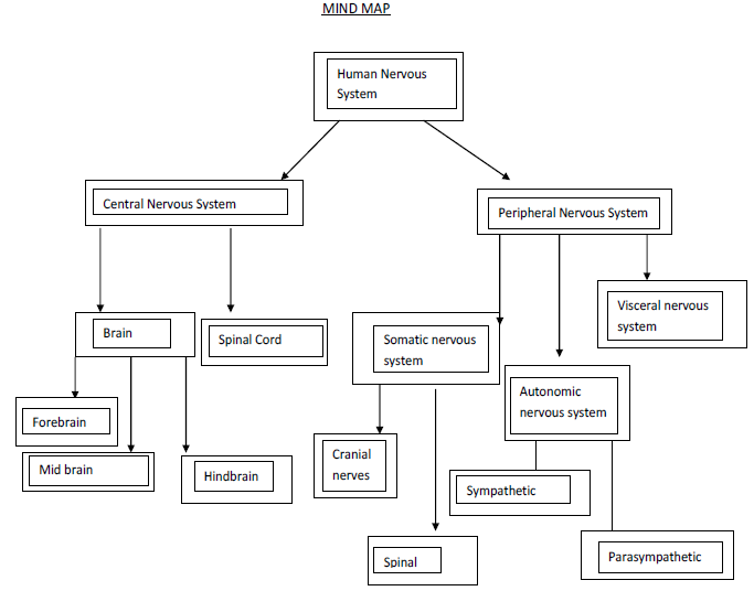 CBSE Class 10 Science-Control And Coordination