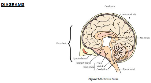 CBSE Class 10 Science-Control And Coordination