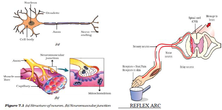 CBSE Class 10 Science-Control And Coordination