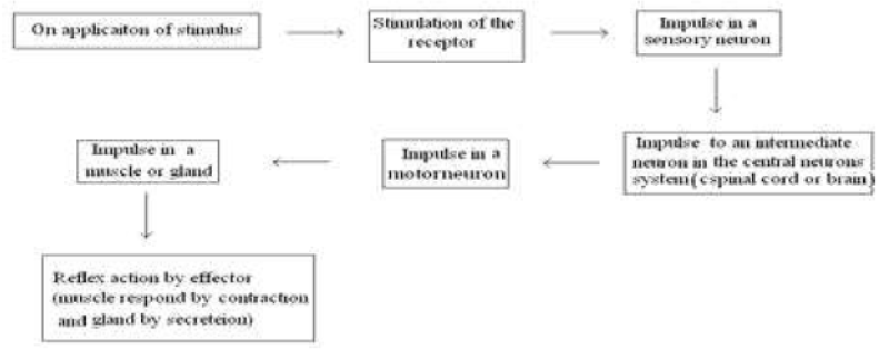 CBSE Class 10 Science HOTs Question Control And Coordination Set B