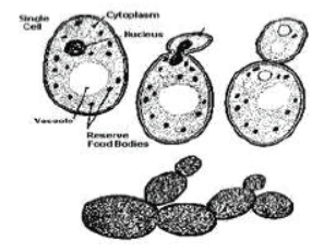 CBSE Class 10 Science HOTs Question How Do Organisms Reproduce Set C