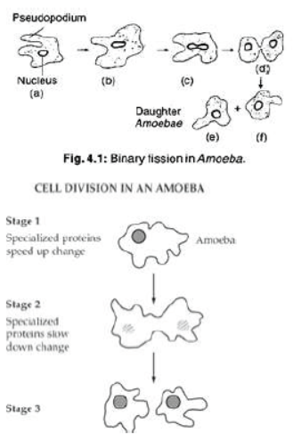 CBSE Class 10 Science HOTs Question How Do Organisms Reproduce Set C