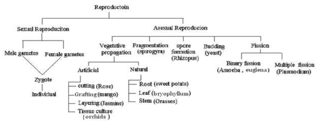 CBSE Class 10 Science HOTs Question How Do Organisms Reproduce Set C