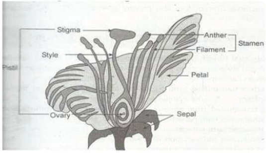 CBSE Class 10 Science HOTs Question How Do Organisms Reproduce Set C