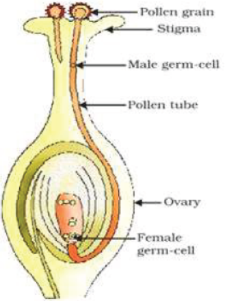 CBSE Class 10 Science How do Organisms Reproduce Assignment Set A