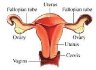 CBSE Class 10 Science How do Organisms Reproduce Assignment Set A