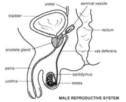 CBSE Class 10 Science How do Organisms Reproduce Assignment Set A