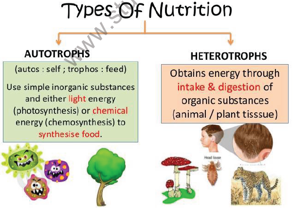 CBSE Class 10 Science Life processes Notes