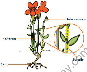 CBSE Class 10 Science Life processes Notes