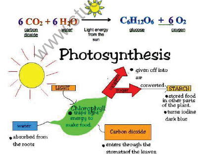 CBSE Class 10 Science Life processes Notes