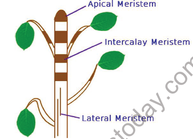 i) Apical meristems: Apical meristem is present at the growing tips of stems and roots and increases the length of the plant body. They are responsible for growth in length, i.e. primary growth. ii) Intercalary meristems: These meristems occupy base of the leaves and the base of the internodal regions in plants such as grasses (mostly in monocotyledonous plants). These help in elongation of the internodes. iii) Lateral meristems: This includes the meristematic tissues occupying the lateral regions of the stems and roots which bring about increase in the width of the plant body. (e.g. Cork cambium and Vascular cambium). Characteristic features of Meristematic tissues The meristematic cells may be round, oval, polygonal or rectangular in shape. Their cell walls are thin, elastic and made up of cellulose. They are closely arranged without intercellular spaces. They have dense cytoplasm with large nucleus. PERMANENT TISSUE: Once the cells of meristematic tissue divide to a certain extent, they become specialized for a particular function. This process is called differentiation. Once differentiation is accomplished, the cells lose their capability to divide and the tissue becomes permanent tissue. Some cells produced by meristematic tissues stop dividing and form a permanent tissue. They have definite structure and function. They are differentiated into various types to perform different functions. The permanent tissues are classified as i) Simple tissues and ii) Complex tissues SIMPLE TISSUES A tissue with the cells of similar structure (one type of cells) and function is called simple tissue. It is of three types. 1. Parenchyma 2. Collenchyma 3. Sclerenchyma PARENCHYMA The cells of parenchyma have thin cell wall. They are loosely packed; with lot of intercellular spaces between them. They are living cells. They are generally present in all organs of a plant. They are oval or spherical or rectangular or cylindrical in shape. The cell wall is made of cellulose and pectic materials. Parenchyma makes the largest portion of a plant body. Parenchyma mainly works are packing material in plant parts. The main function of parenchyma is to provide support and to store food. In some plant parts, parenchyma has chlorophyll as well. In that case, parenchyma carries out photosynthesis and is then termed as chlorenchyma. In aquatic plants, large air cavities are present in parenchyma. This provides buoyancy to the plant, and then the parenchyma is known as aerenchyma. COLLENCHYMA The cells of collenchyma are polygonal in cross section and have unevenly thickened walls. These thickenings are due to the deposition of more cellulose, hemi-cellulose and pectin. The thickening is confined to the corners of the cells. They generally occur in the dicot stem in two or more layers below the epidermis. It is absent in the roots. It also occurs in petiole and pedicel. Like Parenchyma, Collenchyma is also a living tissue. The main function of Collenchyma is to provide strength and flexibility to the growing organs like young stem. SCLERENCHYMA It is a dead tissue. The cells are thick with lignified walls. They give mechanical support to the organs. This has two types of cells – Sclereids and Fibres. Sclereids Sclereids are stone cells which are commonly found in shells of the nut, pulp of certain fruits such as Pear and Sapota. Fibres The fibres are elongated strands with simple pits throughout its length. COMPLEX PERMANENT TISSUES XYLEM Xylem is mainly concerned with the transport of nutrients, water and minerals upwards in the plant body. It forms a continuous tube through the roots, stems, leaves, flowers and fruits by the fusion of elongated cells. It is composed of different kinds of cells namely, 1. Tracheids 2. Xylem vessels. 3. Xylem fibres 4. Xylem parenchyma. Tracheids Tracheids are elongated, tapering cells with blunt ends. They have lignified secondary wall. They are the chief water conducting elements in Pteridophytes and Gymnosperms. Xylem vessels Xylem vessels have perforations at the end and are placed one above the other like a long pipe line. They are seen in the xylem of angiosperms. They conduct water, mineral nutrients and also provide mechanical strength to the plant body. Xylem Fibres The fibres of Sclerenchyma associated with the xylem are known as xylem fibres. They give additional mechanical strength to the plant. They are also called wood fibres. Xylem Parenchyma The parenchyma cells associated with xylem are known as xylem parenchyma. It is the only living tissue amongst xylem cells. They store food reserves in the form of starch and fat. They also help in conduction of water. PHLOEM Phloem conducts food materials from leaves to the other parts of the plant. It is made up of four types of cells. 1. Sieve elements 2. Companion cells 3. Phloem fibres 4. Phloem parenchyma Sieve elements Sieve elements are the conducting elements of the phloem. Sieve elements are of two types –sieve cells and sieve tubes. Sieve cells are present in Pteridophytes and Gymnosperms where as sieve tubes are present in Angiosperms. Companion cells Companion cells are thin walled elongated specialized Parenchyma cells. They are associated with sieve elements. They have a prominent nucleus and cytoplasm. They help the sieve tube in conduction of food materials in angiosperms. Phloem fibres The fibres of sclerenchyma associated with phloem are called phloem fibres. They are also called bast-fibres. They give mechanical support to the plant. Among the four types of phloem cells, phloem fibres are the only dead tissues. Phloem parenchyma The parenchyma cells associated with phloem are called phloem parenchyma. They store starch and fats. ANIMAL TISSUES Animal tissues are of four types, viz. epithelial tissue, connective tissue, muscular tissue and nervous tissue. EPITHELIAL TISSUE: The epithelial tissue forms the covering or lining of most of the organs. The cells of epithelial tissue are tightly packed and form a continuous sheet. There is small amount of cementing materials between the cells and no intercellular space is present. Permeability of the epithelial tissue plays a great role in exchange of materials among various organs it also plays an important role in osmoregulation. All epithelial tissues are separated by the underlying tissue by an extracellular fibrous basement membrane. Epithelial tissues are of following types: 1. Simple Epithelium 2. Cuboidal Epithelium 3. Columnar Epithelium 4. Stratified Epithelium
