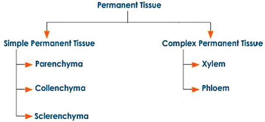 i) Apical meristems: Apical meristem is present at the growing tips of stems and roots and increases the length of the plant body. They are responsible for growth in length, i.e. primary growth. ii) Intercalary meristems: These meristems occupy base of the leaves and the base of the internodal regions in plants such as grasses (mostly in monocotyledonous plants). These help in elongation of the internodes. iii) Lateral meristems: This includes the meristematic tissues occupying the lateral regions of the stems and roots which bring about increase in the width of the plant body. (e.g. Cork cambium and Vascular cambium). Characteristic features of Meristematic tissues The meristematic cells may be round, oval, polygonal or rectangular in shape. Their cell walls are thin, elastic and made up of cellulose. They are closely arranged without intercellular spaces. They have dense cytoplasm with large nucleus. PERMANENT TISSUE: Once the cells of meristematic tissue divide to a certain extent, they become specialized for a particular function. This process is called differentiation. Once differentiation is accomplished, the cells lose their capability to divide and the tissue becomes permanent tissue. Some cells produced by meristematic tissues stop dividing and form a permanent tissue. They have definite structure and function. They are differentiated into various types to perform different functions. The permanent tissues are classified as i) Simple tissues and ii) Complex tissues SIMPLE TISSUES A tissue with the cells of similar structure (one type of cells) and function is called simple tissue. It is of three types. 1. Parenchyma 2. Collenchyma 3. Sclerenchyma PARENCHYMA The cells of parenchyma have thin cell wall. They are loosely packed; with lot of intercellular spaces between them. They are living cells. They are generally present in all organs of a plant. They are oval or spherical or rectangular or cylindrical in shape. The cell wall is made of cellulose and pectic materials. Parenchyma makes the largest portion of a plant body. Parenchyma mainly works are packing material in plant parts. The main function of parenchyma is to provide support and to store food. In some plant parts, parenchyma has chlorophyll as well. In that case, parenchyma carries out photosynthesis and is then termed as chlorenchyma. In aquatic plants, large air cavities are present in parenchyma. This provides buoyancy to the plant, and then the parenchyma is known as aerenchyma. COLLENCHYMA The cells of collenchyma are polygonal in cross section and have unevenly thickened walls. These thickenings are due to the deposition of more cellulose, hemi-cellulose and pectin. The thickening is confined to the corners of the cells. They generally occur in the dicot stem in two or more layers below the epidermis. It is absent in the roots. It also occurs in petiole and pedicel. Like Parenchyma, Collenchyma is also a living tissue. The main function of Collenchyma is to provide strength and flexibility to the growing organs like young stem. SCLERENCHYMA It is a dead tissue. The cells are thick with lignified walls. They give mechanical support to the organs. This has two types of cells – Sclereids and Fibres. Sclereids Sclereids are stone cells which are commonly found in shells of the nut, pulp of certain fruits such as Pear and Sapota. Fibres The fibres are elongated strands with simple pits throughout its length. COMPLEX PERMANENT TISSUES XYLEM Xylem is mainly concerned with the transport of nutrients, water and minerals upwards in the plant body. It forms a continuous tube through the roots, stems, leaves, flowers and fruits by the fusion of elongated cells. It is composed of different kinds of cells namely, 1. Tracheids 2. Xylem vessels. 3. Xylem fibres 4. Xylem parenchyma. Tracheids Tracheids are elongated, tapering cells with blunt ends. They have lignified secondary wall. They are the chief water conducting elements in Pteridophytes and Gymnosperms. Xylem vessels Xylem vessels have perforations at the end and are placed one above the other like a long pipe line. They are seen in the xylem of angiosperms. They conduct water, mineral nutrients and also provide mechanical strength to the plant body. Xylem Fibres The fibres of Sclerenchyma associated with the xylem are known as xylem fibres. They give additional mechanical strength to the plant. They are also called wood fibres. Xylem Parenchyma The parenchyma cells associated with xylem are known as xylem parenchyma. It is the only living tissue amongst xylem cells. They store food reserves in the form of starch and fat. They also help in conduction of water. PHLOEM Phloem conducts food materials from leaves to the other parts of the plant. It is made up of four types of cells. 1. Sieve elements 2. Companion cells 3. Phloem fibres 4. Phloem parenchyma Sieve elements Sieve elements are the conducting elements of the phloem. Sieve elements are of two types –sieve cells and sieve tubes. Sieve cells are present in Pteridophytes and Gymnosperms where as sieve tubes are present in Angiosperms. Companion cells Companion cells are thin walled elongated specialized Parenchyma cells. They are associated with sieve elements. They have a prominent nucleus and cytoplasm. They help the sieve tube in conduction of food materials in angiosperms. Phloem fibres The fibres of sclerenchyma associated with phloem are called phloem fibres. They are also called bast-fibres. They give mechanical support to the plant. Among the four types of phloem cells, phloem fibres are the only dead tissues. Phloem parenchyma The parenchyma cells associated with phloem are called phloem parenchyma. They store starch and fats. ANIMAL TISSUES Animal tissues are of four types, viz. epithelial tissue, connective tissue, muscular tissue and nervous tissue. EPITHELIAL TISSUE: The epithelial tissue forms the covering or lining of most of the organs. The cells of epithelial tissue are tightly packed and form a continuous sheet. There is small amount of cementing materials between the cells and no intercellular space is present. Permeability of the epithelial tissue plays a great role in exchange of materials among various organs it also plays an important role in osmoregulation. All epithelial tissues are separated by the underlying tissue by an extracellular fibrous basement membrane. Epithelial tissues are of following types: 1. Simple Epithelium 2. Cuboidal Epithelium 3. Columnar Epithelium 4. Stratified Epithelium