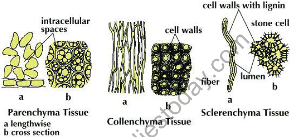 i) Apical meristems: Apical meristem is present at the growing tips of stems and roots and increases the length of the plant body. They are responsible for growth in length, i.e. primary growth. ii) Intercalary meristems: These meristems occupy base of the leaves and the base of the internodal regions in plants such as grasses (mostly in monocotyledonous plants). These help in elongation of the internodes. iii) Lateral meristems: This includes the meristematic tissues occupying the lateral regions of the stems and roots which bring about increase in the width of the plant body. (e.g. Cork cambium and Vascular cambium). Characteristic features of Meristematic tissues The meristematic cells may be round, oval, polygonal or rectangular in shape. Their cell walls are thin, elastic and made up of cellulose. They are closely arranged without intercellular spaces. They have dense cytoplasm with large nucleus. PERMANENT TISSUE: Once the cells of meristematic tissue divide to a certain extent, they become specialized for a particular function. This process is called differentiation. Once differentiation is accomplished, the cells lose their capability to divide and the tissue becomes permanent tissue. Some cells produced by meristematic tissues stop dividing and form a permanent tissue. They have definite structure and function. They are differentiated into various types to perform different functions. The permanent tissues are classified as i) Simple tissues and ii) Complex tissues SIMPLE TISSUES A tissue with the cells of similar structure (one type of cells) and function is called simple tissue. It is of three types. 1. Parenchyma 2. Collenchyma 3. Sclerenchyma PARENCHYMA The cells of parenchyma have thin cell wall. They are loosely packed; with lot of intercellular spaces between them. They are living cells. They are generally present in all organs of a plant. They are oval or spherical or rectangular or cylindrical in shape. The cell wall is made of cellulose and pectic materials. Parenchyma makes the largest portion of a plant body. Parenchyma mainly works are packing material in plant parts. The main function of parenchyma is to provide support and to store food. In some plant parts, parenchyma has chlorophyll as well. In that case, parenchyma carries out photosynthesis and is then termed as chlorenchyma. In aquatic plants, large air cavities are present in parenchyma. This provides buoyancy to the plant, and then the parenchyma is known as aerenchyma. COLLENCHYMA The cells of collenchyma are polygonal in cross section and have unevenly thickened walls. These thickenings are due to the deposition of more cellulose, hemi-cellulose and pectin. The thickening is confined to the corners of the cells. They generally occur in the dicot stem in two or more layers below the epidermis. It is absent in the roots. It also occurs in petiole and pedicel. Like Parenchyma, Collenchyma is also a living tissue. The main function of Collenchyma is to provide strength and flexibility to the growing organs like young stem. SCLERENCHYMA It is a dead tissue. The cells are thick with lignified walls. They give mechanical support to the organs. This has two types of cells – Sclereids and Fibres. Sclereids Sclereids are stone cells which are commonly found in shells of the nut, pulp of certain fruits such as Pear and Sapota. Fibres The fibres are elongated strands with simple pits throughout its length. COMPLEX PERMANENT TISSUES XYLEM Xylem is mainly concerned with the transport of nutrients, water and minerals upwards in the plant body. It forms a continuous tube through the roots, stems, leaves, flowers and fruits by the fusion of elongated cells. It is composed of different kinds of cells namely, 1. Tracheids 2. Xylem vessels. 3. Xylem fibres 4. Xylem parenchyma. Tracheids Tracheids are elongated, tapering cells with blunt ends. They have lignified secondary wall. They are the chief water conducting elements in Pteridophytes and Gymnosperms. Xylem vessels Xylem vessels have perforations at the end and are placed one above the other like a long pipe line. They are seen in the xylem of angiosperms. They conduct water, mineral nutrients and also provide mechanical strength to the plant body. Xylem Fibres The fibres of Sclerenchyma associated with the xylem are known as xylem fibres. They give additional mechanical strength to the plant. They are also called wood fibres. Xylem Parenchyma The parenchyma cells associated with xylem are known as xylem parenchyma. It is the only living tissue amongst xylem cells. They store food reserves in the form of starch and fat. They also help in conduction of water. PHLOEM Phloem conducts food materials from leaves to the other parts of the plant. It is made up of four types of cells. 1. Sieve elements 2. Companion cells 3. Phloem fibres 4. Phloem parenchyma Sieve elements Sieve elements are the conducting elements of the phloem. Sieve elements are of two types –sieve cells and sieve tubes. Sieve cells are present in Pteridophytes and Gymnosperms where as sieve tubes are present in Angiosperms. Companion cells Companion cells are thin walled elongated specialized Parenchyma cells. They are associated with sieve elements. They have a prominent nucleus and cytoplasm. They help the sieve tube in conduction of food materials in angiosperms. Phloem fibres The fibres of sclerenchyma associated with phloem are called phloem fibres. They are also called bast-fibres. They give mechanical support to the plant. Among the four types of phloem cells, phloem fibres are the only dead tissues. Phloem parenchyma The parenchyma cells associated with phloem are called phloem parenchyma. They store starch and fats. ANIMAL TISSUES Animal tissues are of four types, viz. epithelial tissue, connective tissue, muscular tissue and nervous tissue. EPITHELIAL TISSUE: The epithelial tissue forms the covering or lining of most of the organs. The cells of epithelial tissue are tightly packed and form a continuous sheet. There is small amount of cementing materials between the cells and no intercellular space is present. Permeability of the epithelial tissue plays a great role in exchange of materials among various organs it also plays an important role in osmoregulation. All epithelial tissues are separated by the underlying tissue by an extracellular fibrous basement membrane. Epithelial tissues are of following types: 1. Simple Epithelium 2. Cuboidal Epithelium 3. Columnar Epithelium 4. Stratified Epithelium