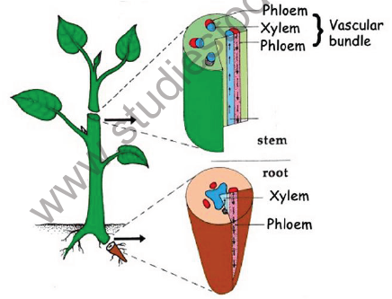 i) Apical meristems: Apical meristem is present at the growing tips of stems and roots and increases the length of the plant body. They are responsible for growth in length, i.e. primary growth. ii) Intercalary meristems: These meristems occupy base of the leaves and the base of the internodal regions in plants such as grasses (mostly in monocotyledonous plants). These help in elongation of the internodes. iii) Lateral meristems: This includes the meristematic tissues occupying the lateral regions of the stems and roots which bring about increase in the width of the plant body. (e.g. Cork cambium and Vascular cambium). Characteristic features of Meristematic tissues The meristematic cells may be round, oval, polygonal or rectangular in shape. Their cell walls are thin, elastic and made up of cellulose. They are closely arranged without intercellular spaces. They have dense cytoplasm with large nucleus. PERMANENT TISSUE: Once the cells of meristematic tissue divide to a certain extent, they become specialized for a particular function. This process is called differentiation. Once differentiation is accomplished, the cells lose their capability to divide and the tissue becomes permanent tissue. Some cells produced by meristematic tissues stop dividing and form a permanent tissue. They have definite structure and function. They are differentiated into various types to perform different functions. The permanent tissues are classified as i) Simple tissues and ii) Complex tissues SIMPLE TISSUES A tissue with the cells of similar structure (one type of cells) and function is called simple tissue. It is of three types. 1. Parenchyma 2. Collenchyma 3. Sclerenchyma PARENCHYMA The cells of parenchyma have thin cell wall. They are loosely packed; with lot of intercellular spaces between them. They are living cells. They are generally present in all organs of a plant. They are oval or spherical or rectangular or cylindrical in shape. The cell wall is made of cellulose and pectic materials. Parenchyma makes the largest portion of a plant body. Parenchyma mainly works are packing material in plant parts. The main function of parenchyma is to provide support and to store food. In some plant parts, parenchyma has chlorophyll as well. In that case, parenchyma carries out photosynthesis and is then termed as chlorenchyma. In aquatic plants, large air cavities are present in parenchyma. This provides buoyancy to the plant, and then the parenchyma is known as aerenchyma. COLLENCHYMA The cells of collenchyma are polygonal in cross section and have unevenly thickened walls. These thickenings are due to the deposition of more cellulose, hemi-cellulose and pectin. The thickening is confined to the corners of the cells. They generally occur in the dicot stem in two or more layers below the epidermis. It is absent in the roots. It also occurs in petiole and pedicel. Like Parenchyma, Collenchyma is also a living tissue. The main function of Collenchyma is to provide strength and flexibility to the growing organs like young stem. SCLERENCHYMA It is a dead tissue. The cells are thick with lignified walls. They give mechanical support to the organs. This has two types of cells – Sclereids and Fibres. Sclereids Sclereids are stone cells which are commonly found in shells of the nut, pulp of certain fruits such as Pear and Sapota. Fibres The fibres are elongated strands with simple pits throughout its length. COMPLEX PERMANENT TISSUES XYLEM Xylem is mainly concerned with the transport of nutrients, water and minerals upwards in the plant body. It forms a continuous tube through the roots, stems, leaves, flowers and fruits by the fusion of elongated cells. It is composed of different kinds of cells namely, 1. Tracheids 2. Xylem vessels. 3. Xylem fibres 4. Xylem parenchyma. Tracheids Tracheids are elongated, tapering cells with blunt ends. They have lignified secondary wall. They are the chief water conducting elements in Pteridophytes and Gymnosperms. Xylem vessels Xylem vessels have perforations at the end and are placed one above the other like a long pipe line. They are seen in the xylem of angiosperms. They conduct water, mineral nutrients and also provide mechanical strength to the plant body. Xylem Fibres The fibres of Sclerenchyma associated with the xylem are known as xylem fibres. They give additional mechanical strength to the plant. They are also called wood fibres. Xylem Parenchyma The parenchyma cells associated with xylem are known as xylem parenchyma. It is the only living tissue amongst xylem cells. They store food reserves in the form of starch and fat. They also help in conduction of water. PHLOEM Phloem conducts food materials from leaves to the other parts of the plant. It is made up of four types of cells. 1. Sieve elements 2. Companion cells 3. Phloem fibres 4. Phloem parenchyma Sieve elements Sieve elements are the conducting elements of the phloem. Sieve elements are of two types –sieve cells and sieve tubes. Sieve cells are present in Pteridophytes and Gymnosperms where as sieve tubes are present in Angiosperms. Companion cells Companion cells are thin walled elongated specialized Parenchyma cells. They are associated with sieve elements. They have a prominent nucleus and cytoplasm. They help the sieve tube in conduction of food materials in angiosperms. Phloem fibres The fibres of sclerenchyma associated with phloem are called phloem fibres. They are also called bast-fibres. They give mechanical support to the plant. Among the four types of phloem cells, phloem fibres are the only dead tissues. Phloem parenchyma The parenchyma cells associated with phloem are called phloem parenchyma. They store starch and fats. ANIMAL TISSUES Animal tissues are of four types, viz. epithelial tissue, connective tissue, muscular tissue and nervous tissue. EPITHELIAL TISSUE: The epithelial tissue forms the covering or lining of most of the organs. The cells of epithelial tissue are tightly packed and form a continuous sheet. There is small amount of cementing materials between the cells and no intercellular space is present. Permeability of the epithelial tissue plays a great role in exchange of materials among various organs it also plays an important role in osmoregulation. All epithelial tissues are separated by the underlying tissue by an extracellular fibrous basement membrane. Epithelial tissues are of following types: 1. Simple Epithelium 2. Cuboidal Epithelium 3. Columnar Epithelium 4. Stratified Epithelium