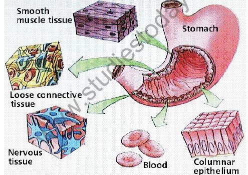 CBSE Class 9 Science Tissues Notes
