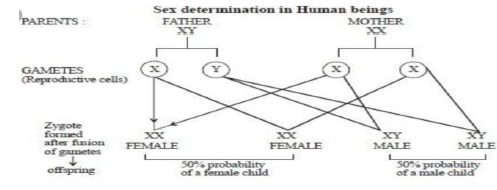 Class 10 Science Heredity_1