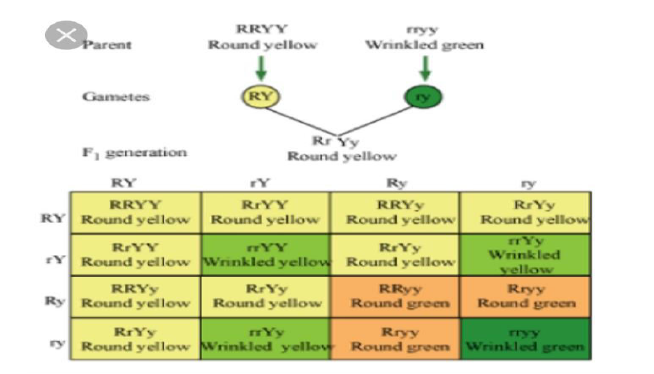 Class 10 Science Heredity_2