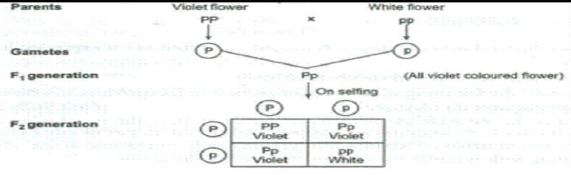 Class 10 Science Heredity_3