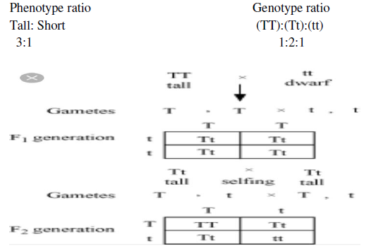 Class 10 Science Heredity_5