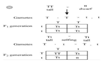 Class 10 Science Heredity_6