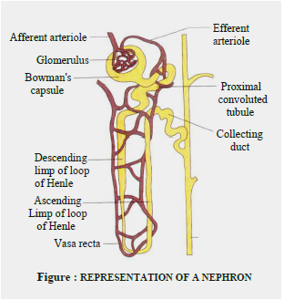 Class 10 Science Excretion Exam Notes