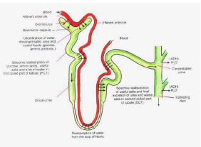 Class 10 Science Excretion Exam Notes