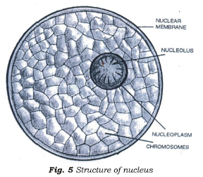 Class 7 Science Cell Structure and Function Advanced Notes_3