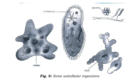 Class 7 Science Cell Structure and Function Advanced Notes_6