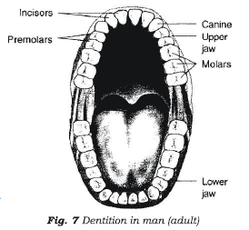 Class 7 Science Nutrition in Animals Advanced Notes_2