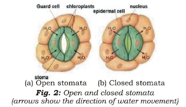 Class 7 Science Nutrition in Plants Advanced Notes