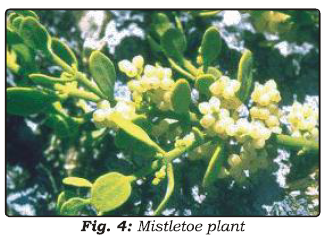 Class 7 Science Nutrition in Plants Advanced Notes