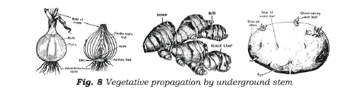 Class 7 Science Reproduction in Plants Advanced Notes_1