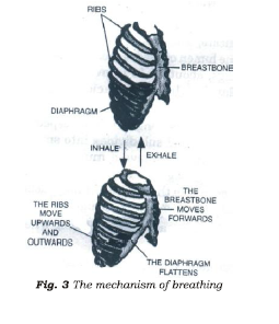 Class 7 Science Respiration in Plants and Animals Advanced Notes_1