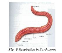 Class 7 Science Respiration in Plants and Animals Advanced Notes_3