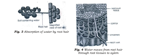Class 7 Science Transportation in Animals and Plants Notes