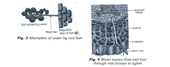 Class 7 Science Transportation in Animals and Plants Advanced Notes_1