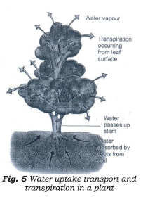 Class 7 Science Transportation in Animals and Plants Advanced Notes_2