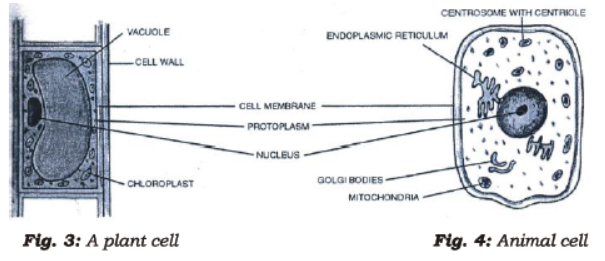 Class 7 Science Cell Structure and Function Chapter Notes