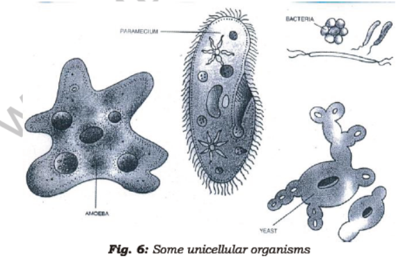 Class 7 Science Cell Structure and Function Chapter Notes