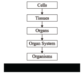 Class 7 Science Cell Structure and Function Chapter Notes