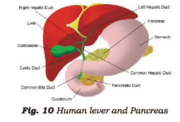 Class 7 Science Nutrition in Animals Chapter Notes.