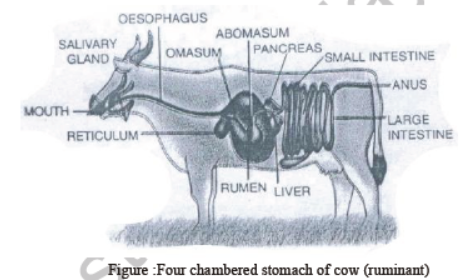 Class 7 Science Nutrition in Animals Chapter Notes.