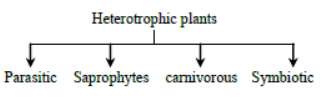 Class 7 Science Nutrition in Plants Exam Notes